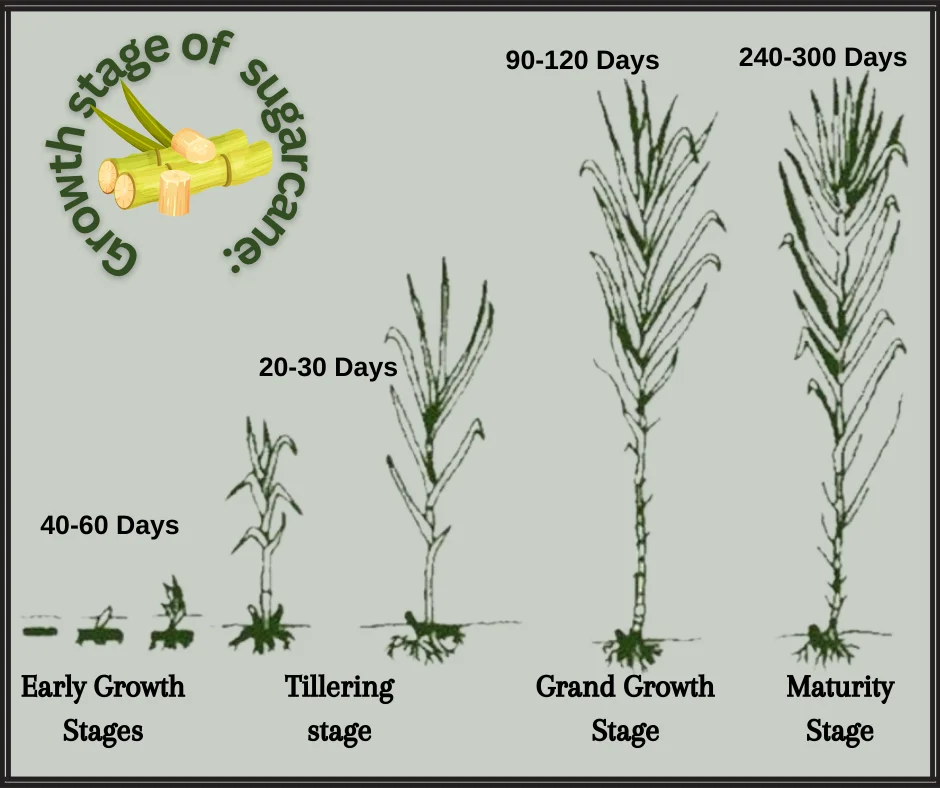 sugar cane, sugar cane farming - growth stage